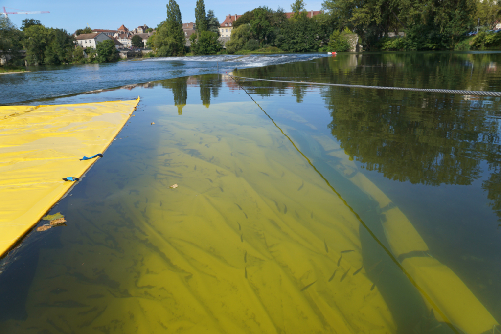 Poissons autour du batardeau Water-Gate posé sur le seuil du Doubs à Dole